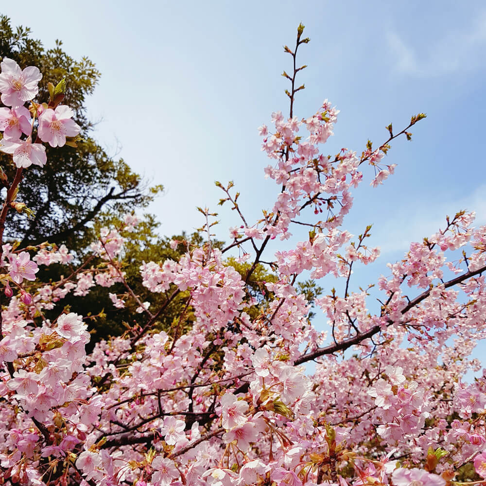 Hanami time, Japan