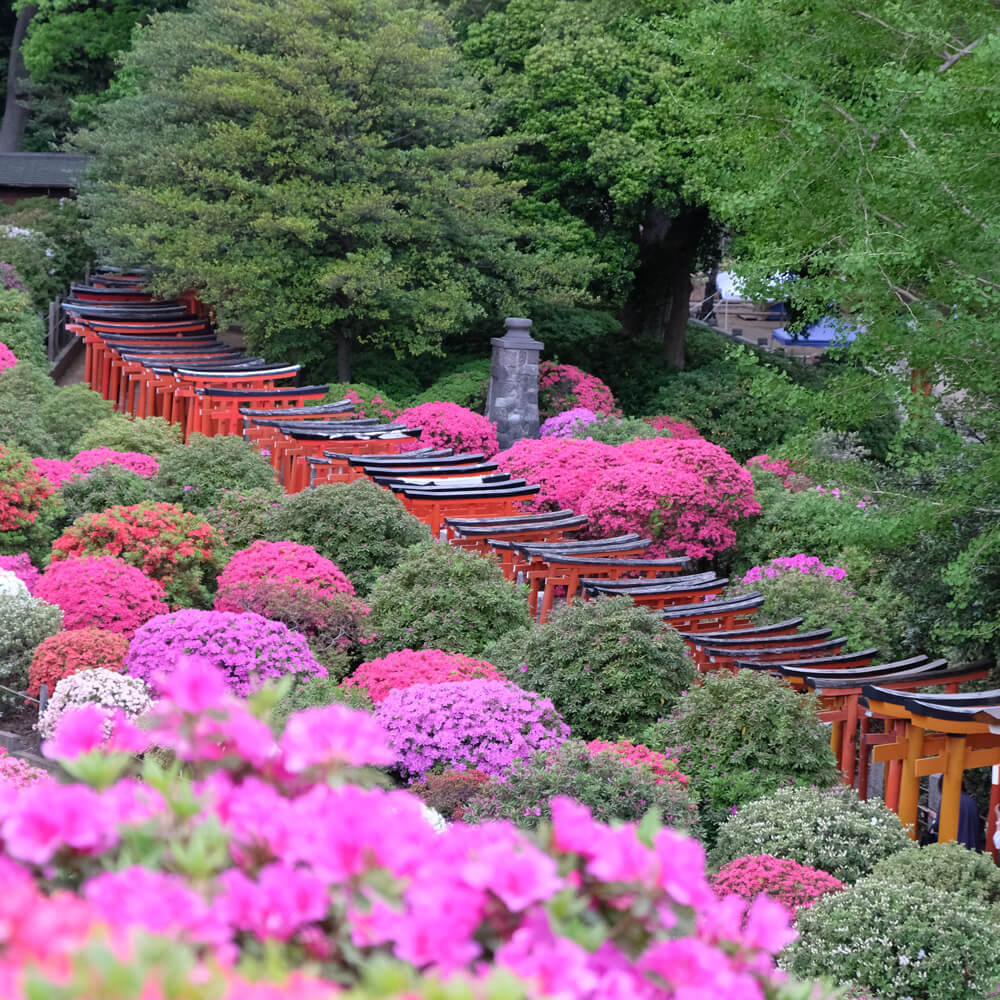 Nezu Jinja, Japon